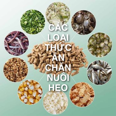 oai thuc an cho heo