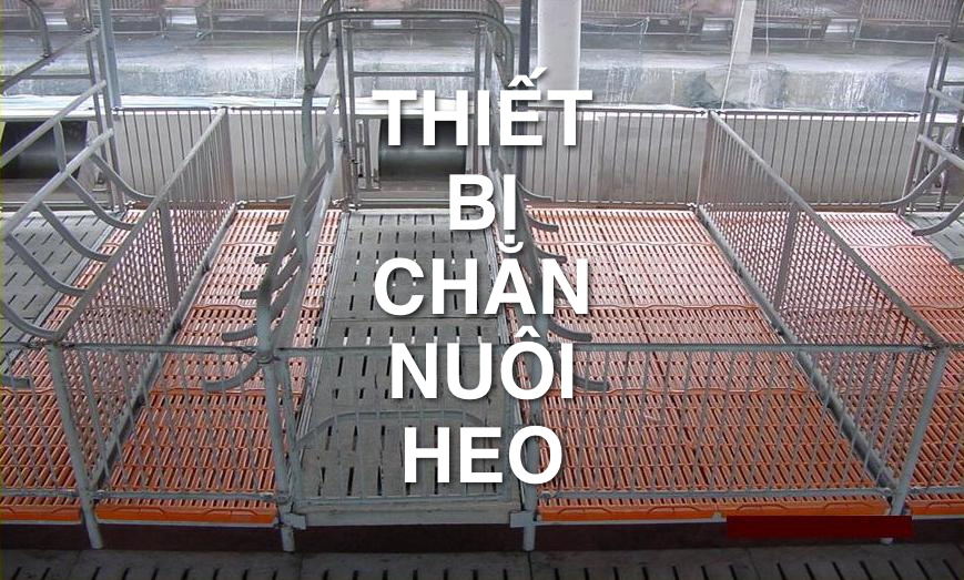 Thiết bị chăn nuôi heo cần có cho hộ nuôi và trang trại