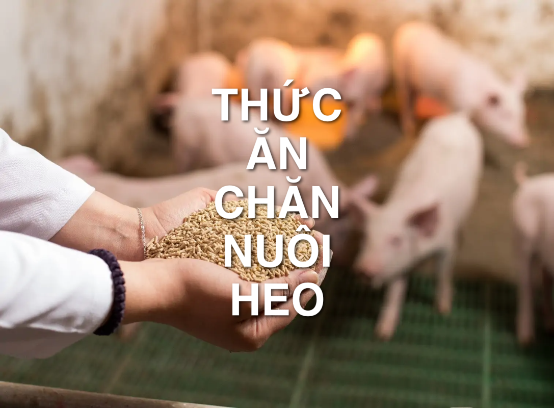 Giá thức ăn chăn nuôi heo: Cách xem giá và tính chi phí 1 thuc an chan nuoi heo