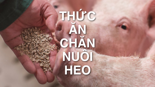 Giá thức ăn chăn nuôi heo: Cách xem giá và tính chi phí 3 thuc an chan nuoi heo hieu qua