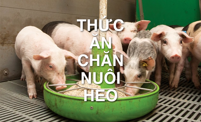 Giá thức ăn chăn nuôi heo: Cách xem giá và tính chi phí 2 thuc an chan nuoi heo tot