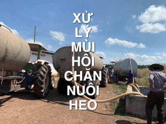 Xử lý mùi hôi trong chăn nuôi heo: Nguyên nhân và cách giảm