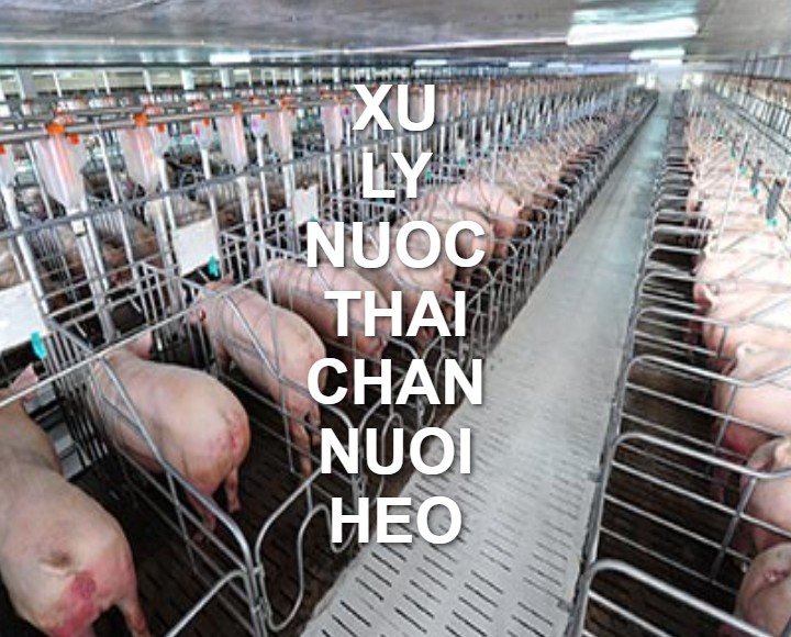 Xử lý nước thải chăn nuôi heo: Cách làm và lưu ý