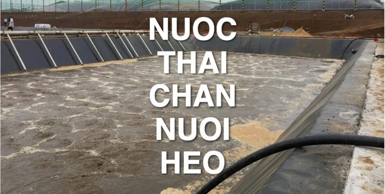 Xử lý nước thải chăn nuôi heo: Cách làm an toàn