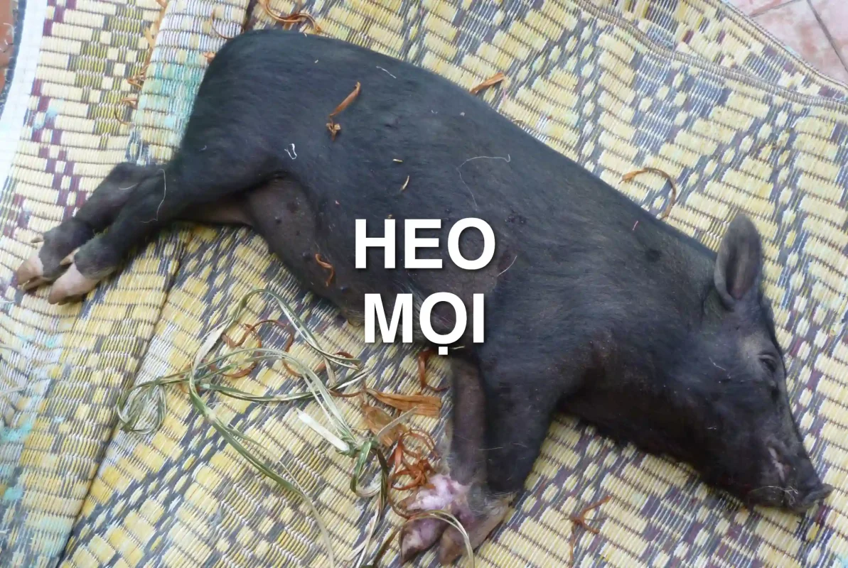 Heo mọi là heo gì? Đặc điểm, phân loại và lưu ý khi mua heo mọi con