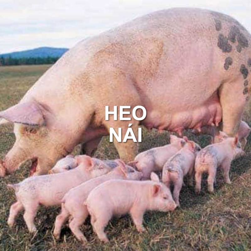 Heo nái là gì và vai trò trong chăn nuôi sinh sản