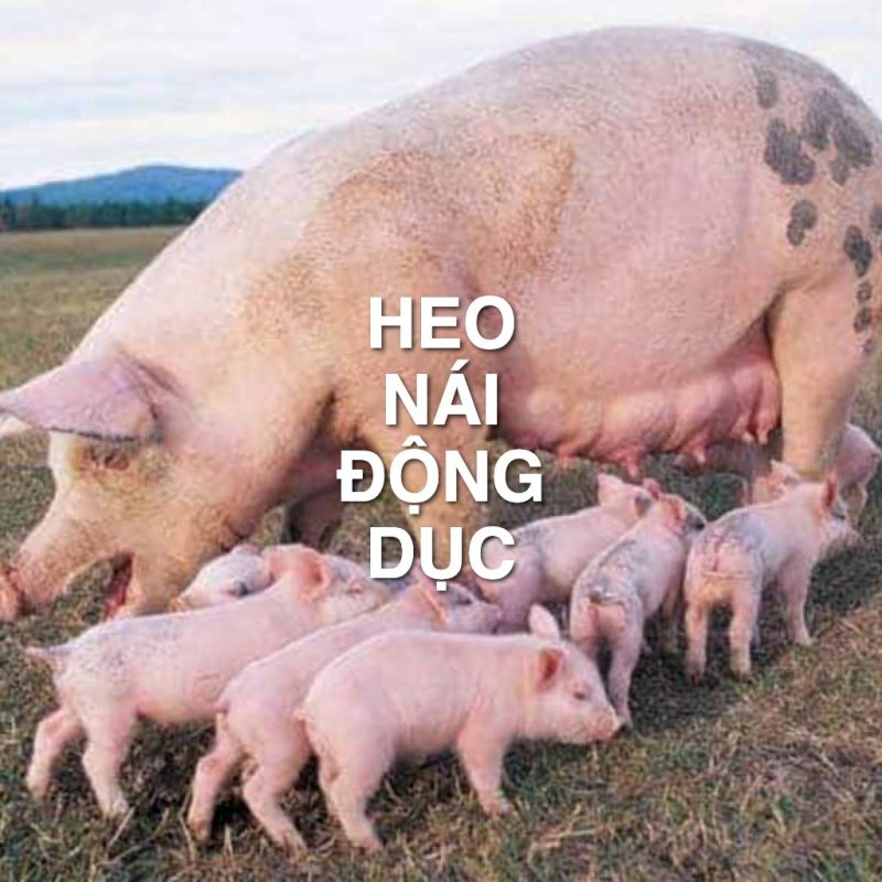 Heo nái động dục: Dấu hiệu nhận biết, chu kỳ lên giống và cách chăm sóc sau cai sữa